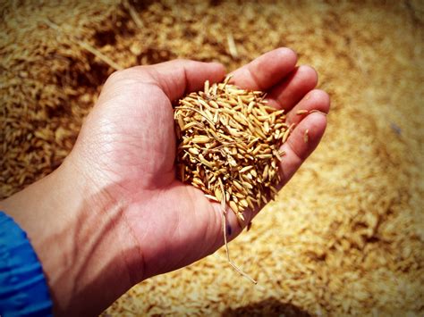 Early Maturing Rice Varieties for the Lowlands .